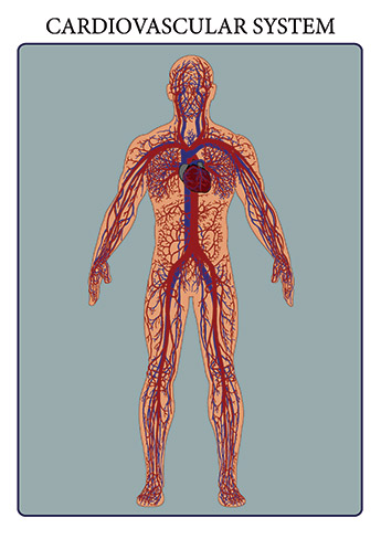 The cardiovascular system consists of the heart, blood vessels, and the approximately 5 liters of blood that the blood vessels transport. Responsible for transporting oxygen, nutrients, hormones, and cellular waste products throughout the body, the cardiovascular system is powered by the body&rsquo;s hardest-working organ &mdash; the heart, which is only about the size of a closed fist. Even at rest, the average heart easily pumps over 5 liters of blood throughout the body every minute