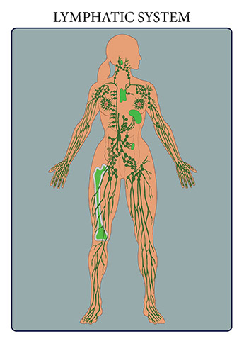 The immune and lymphatic systems are two closely related organ systems that share several organs and physiological functions. The immune system is our body&rsquo;s defense system against infectious pathogenic viruses, bacteria, and fungi as well as parasitic animals and protists. The immune system works to keep these harmful agents out of the body and attacks those that manage to enter. The lymphatic system is a system of capillaries, vessels, nodes and other organs that transport a fluid called lymph from the tissues as it returns to the bloodstream. The lymphatic tissue of these organs filters and cleans the lymph of any debris, abnormal cells, or pathogens. The lymphatic system also transports fatty acids from the intestines to the circulatory system.