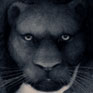 Panther art Panther art